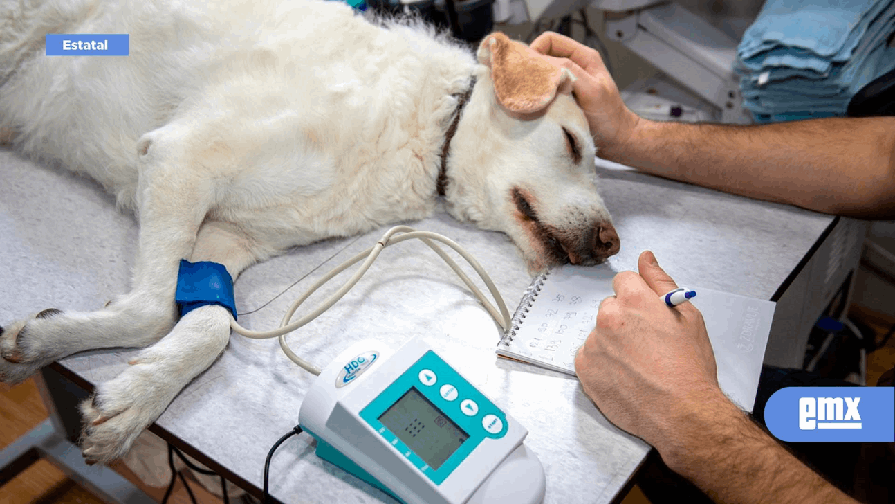 EMX-El 40 por ciento de los pacientes de veterinarios vienen de Estados Unidos 