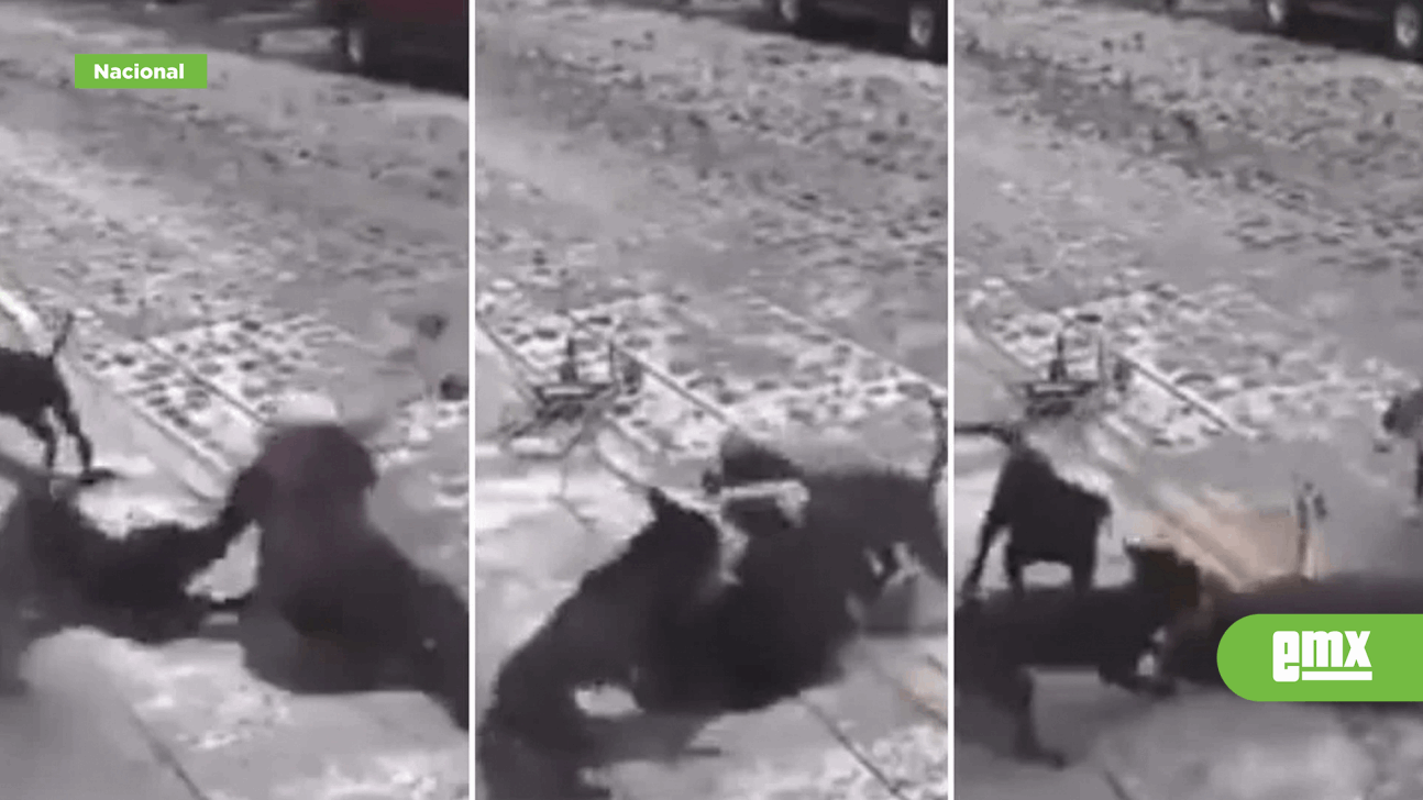 EMX-Video: Jauría de perros ataca a adulta mayor en Querétaro