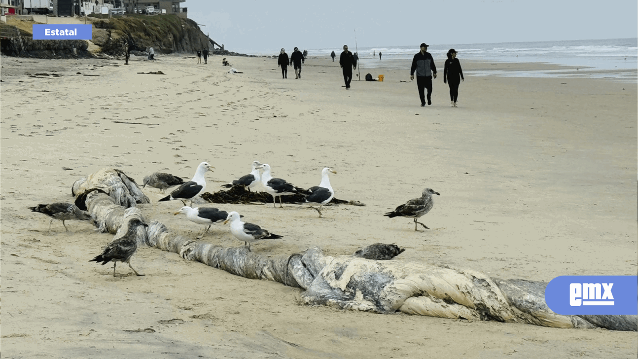 EMX-Arroja el mar posibles restos de una ballena