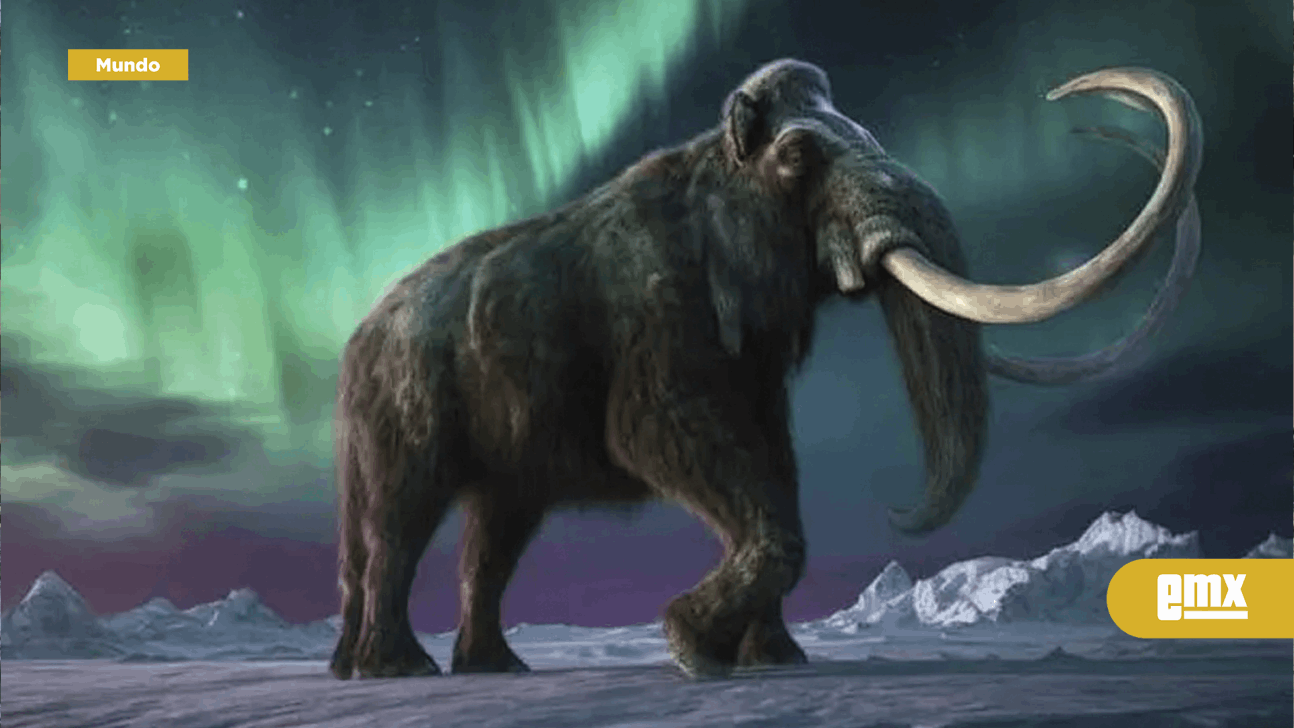 EMX-Estudio del genoma revela el misterio que condenó a los últimos mamuts de la Tierra