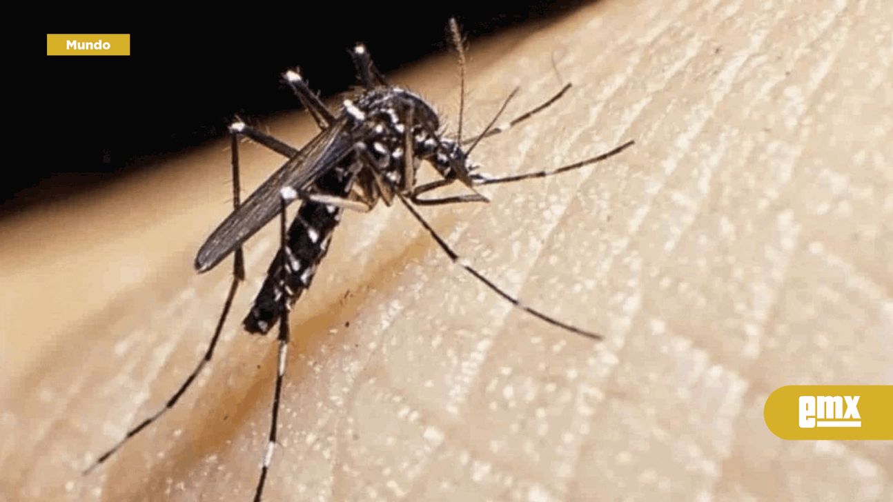 EMX-EU en alerta tras dispararse casos de dengue en el mundo