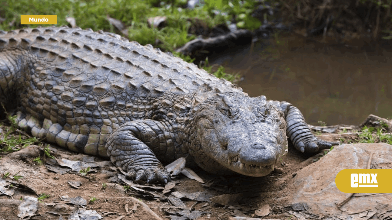 EMX-Hallan muerta a niña que se metió a arroyo infestado por cocodrilos en Australia