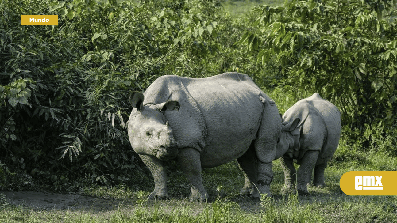 EMX-Mueren más de 150 animales por inundaciones en parque de India