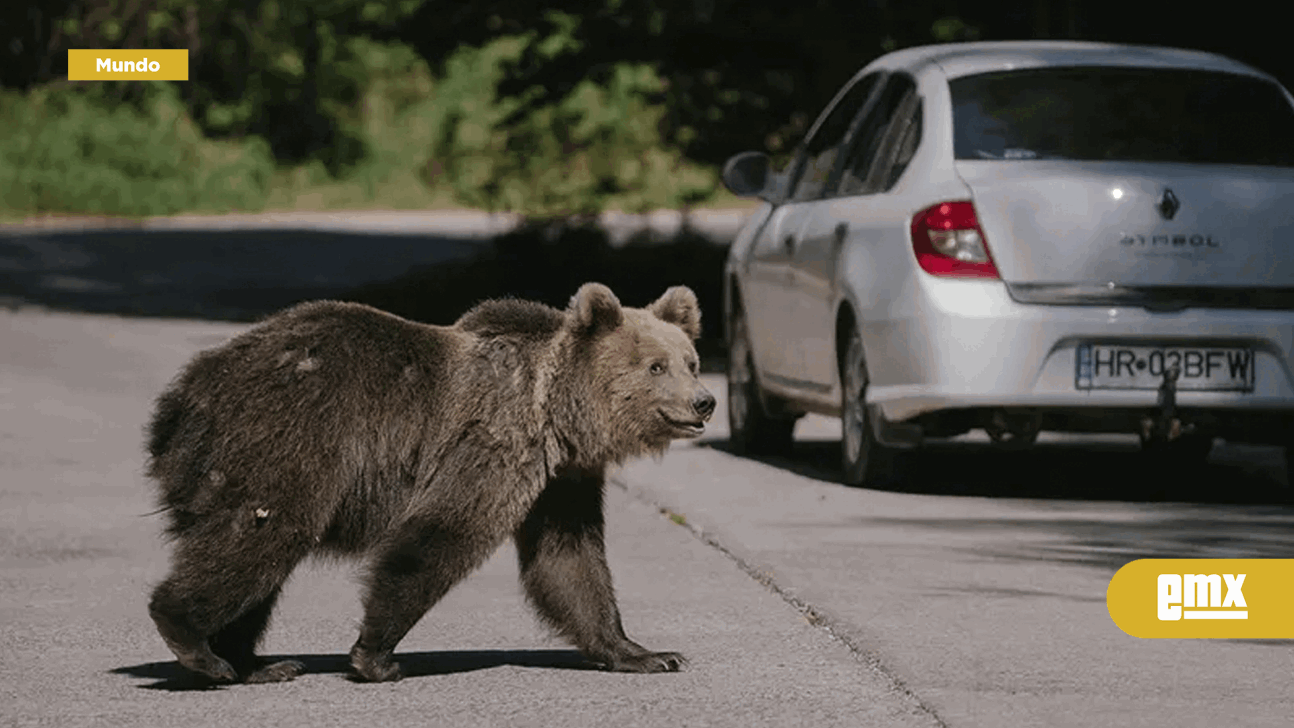 EMX-Ataque a excursionista desata cacería de osos en Rumania