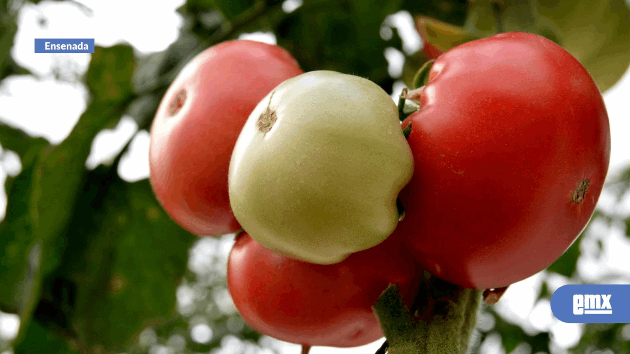 EMX-Sobresale-cultivo-del-tomate-en-siembras-del-ciclo-Primavera-Verano