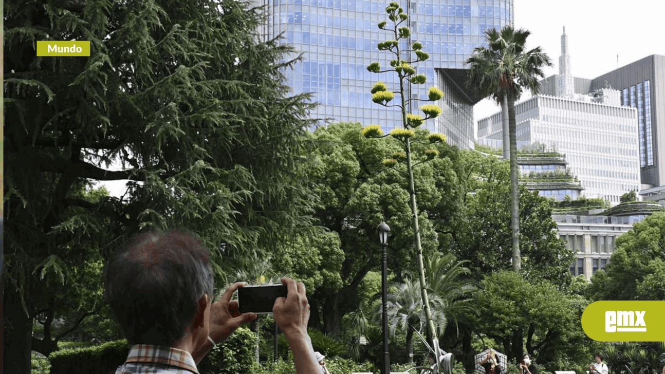EMX-Un agave mexicano que florece una vez al siglo abrió sus flores en un parque de Tokio