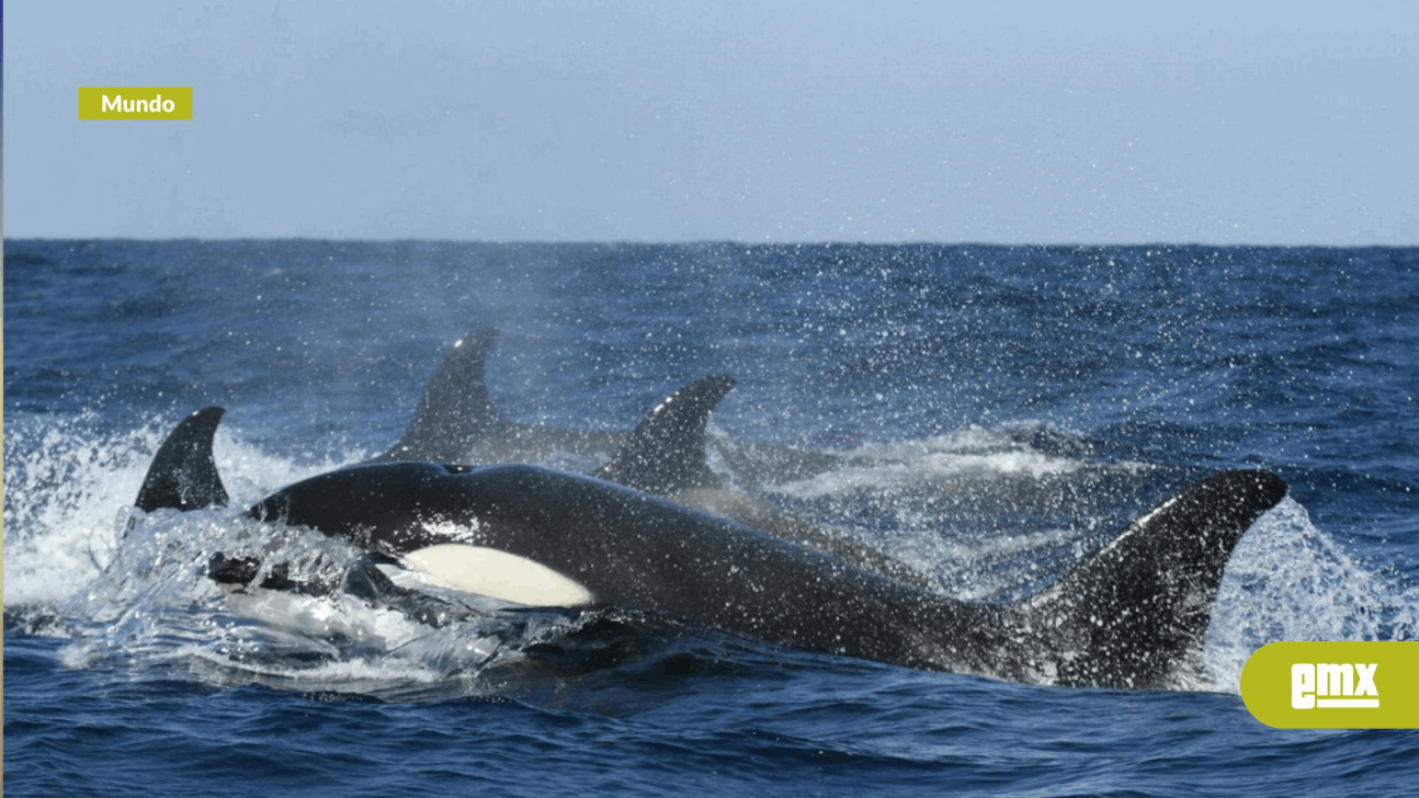 EMX-Las orcas llevan desde 2020 "atacando" barcos en este país y existe una nueva hipótesis: se aburren