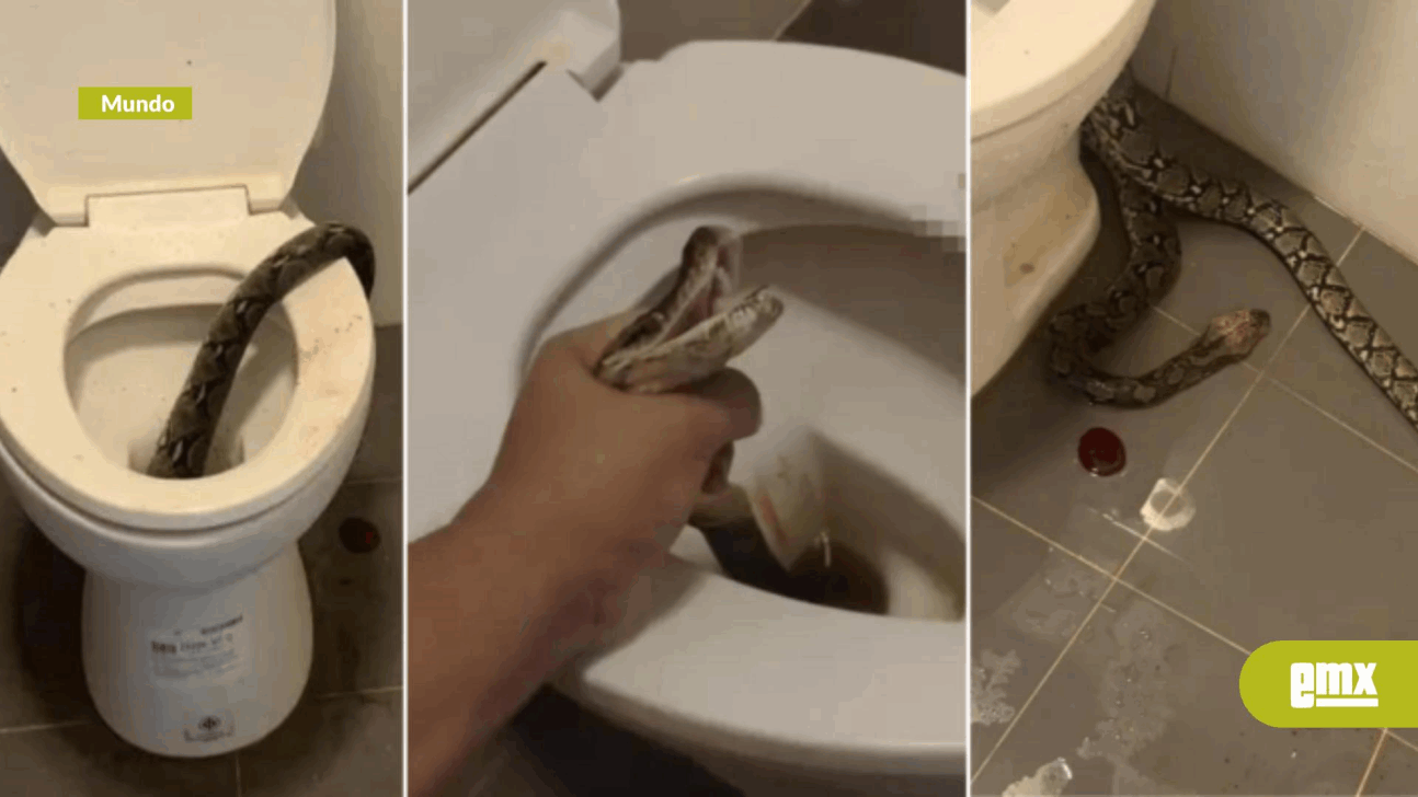 EMX-Hombre es mordido en los testículos por una serpiente de 3 metros mientras estaba sentado en el inodoro en Tailandia