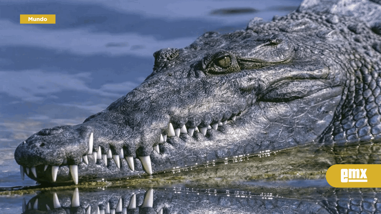EMX-Cocodrilo mata a una mujer mientras nadaba en un río
