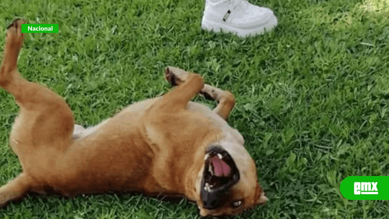EMX-Caso de 'Laika' en México: la primer perrita en ganar amparo por maltrato animal