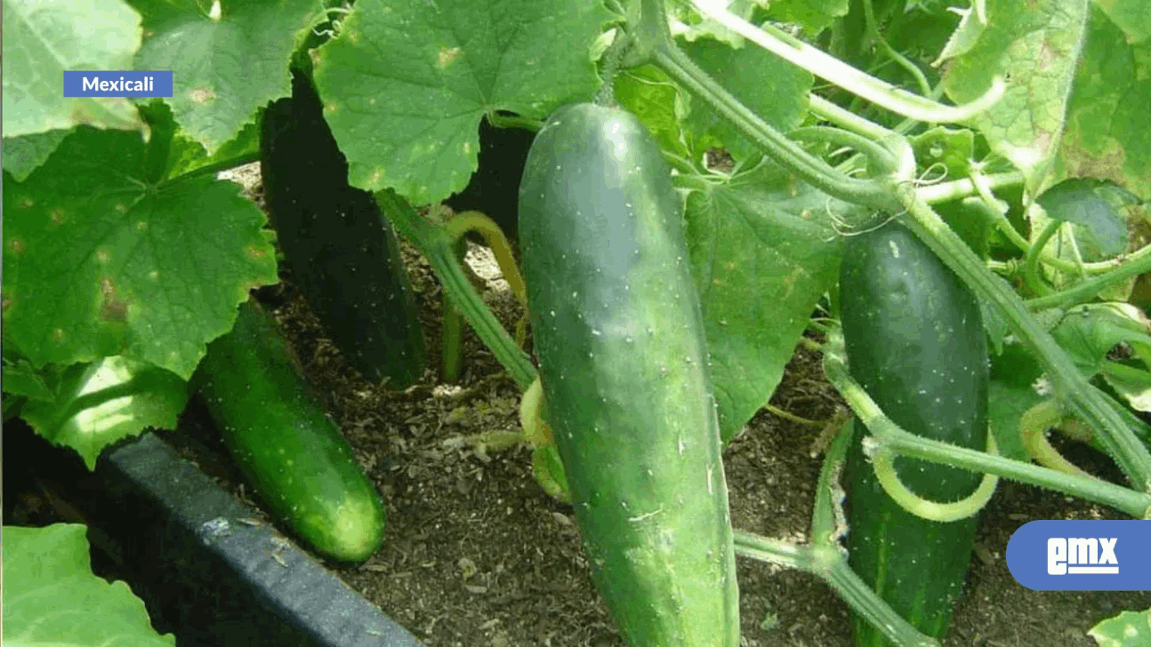 EMX-Genera cultivo de pepino derrama económica en zona costa de BC