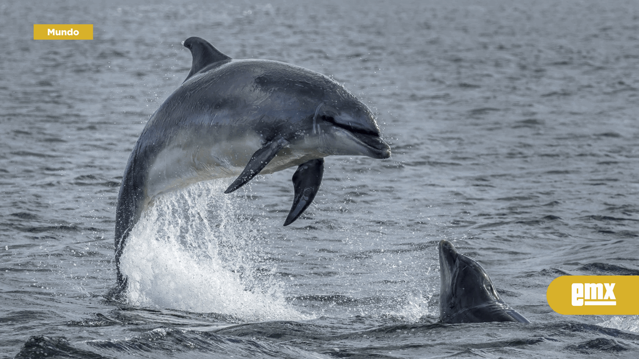 EMX-¿Ya no les caemos bien a los delfines? Aumentan los ataques a turistas