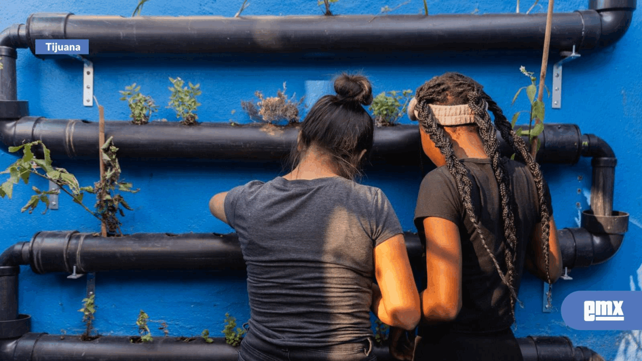 EMX-Crearán jardines verticales en refugios de niños migrantes en Tijuana