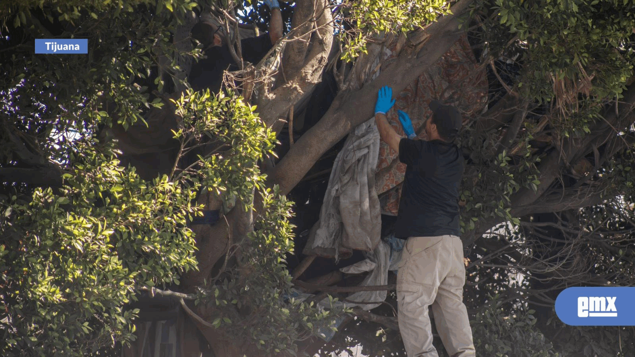 EMX-Se sube a dormir a un árbol y queda sin vida