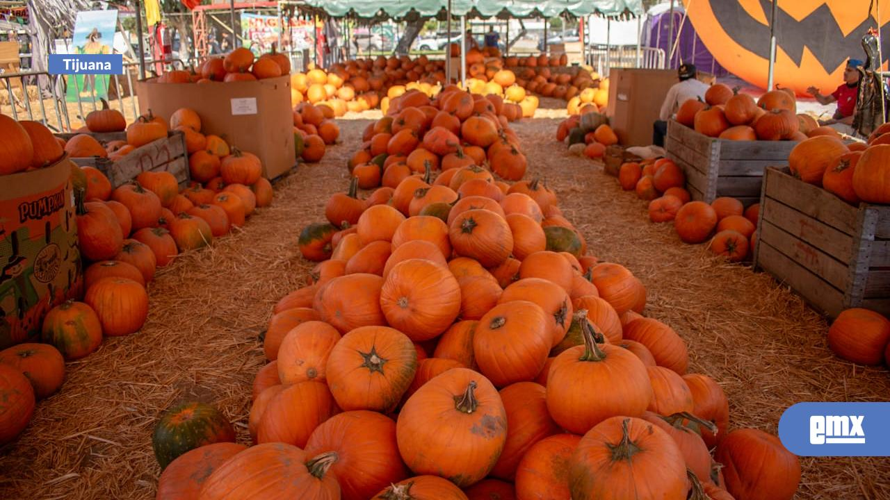 EMX-Festival de la Calabaza un espacio otoñal para disfrutar en familia