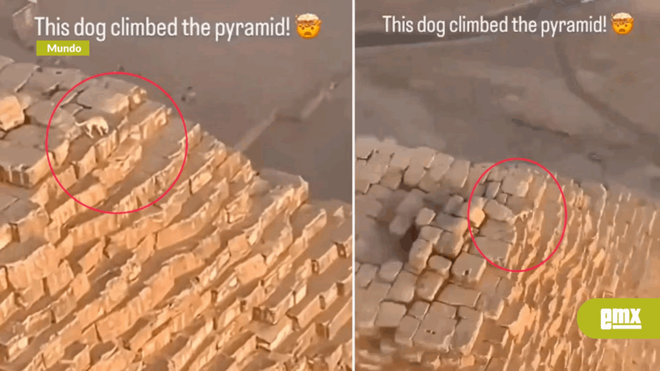 EMX-Un perro causó sensación tras ser visto en la cima de una pirámide en Egipto