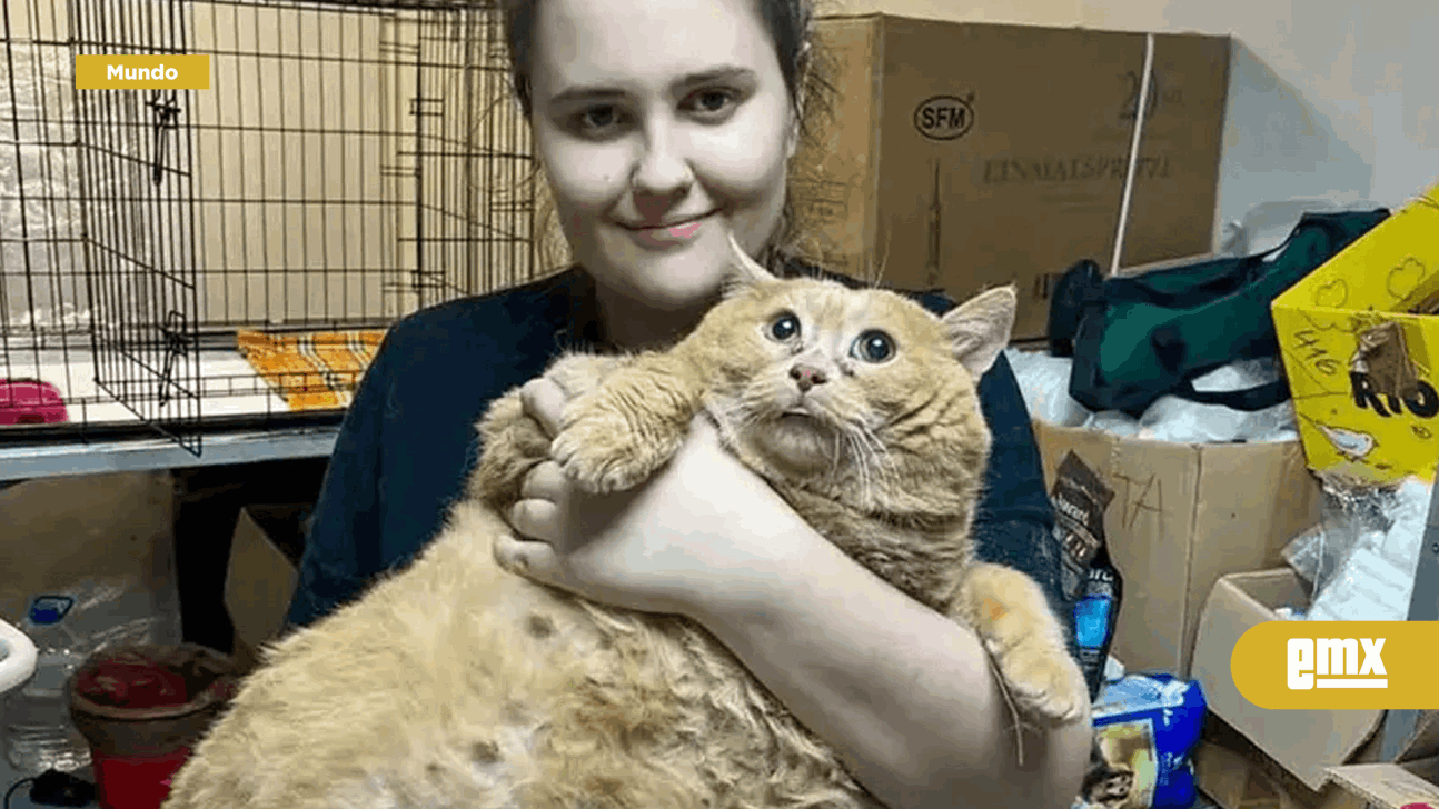 EMX-El gatito más gordo del mundo muere tras ir a un campamento para bajar de peso