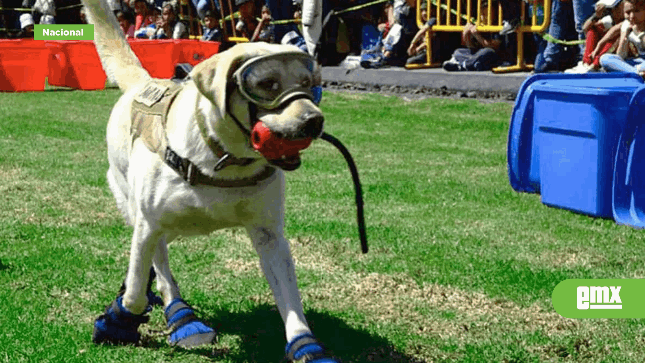 EMX-Semblanza-en-memoria-de-Frida,-la-perrita-rescatista-que-nunca-vamos-a-olvidar