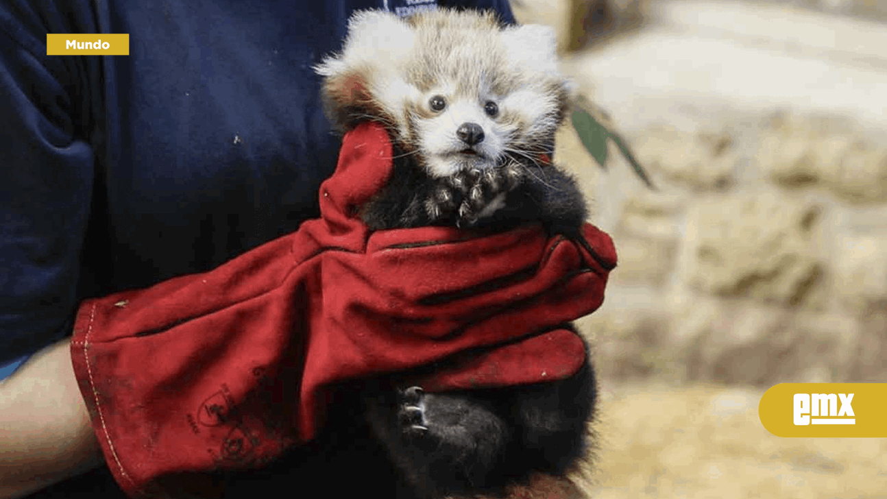 EMX-Bebé-pandita-rojo-muere-a-causa-del-estrés-que-le-causaron-los-fuegos-artificiales