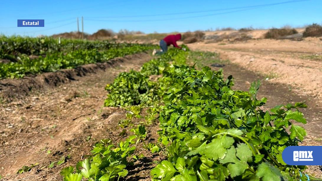 EMX-Expide-Agricultura-permisos-para siembra-de-cultivos