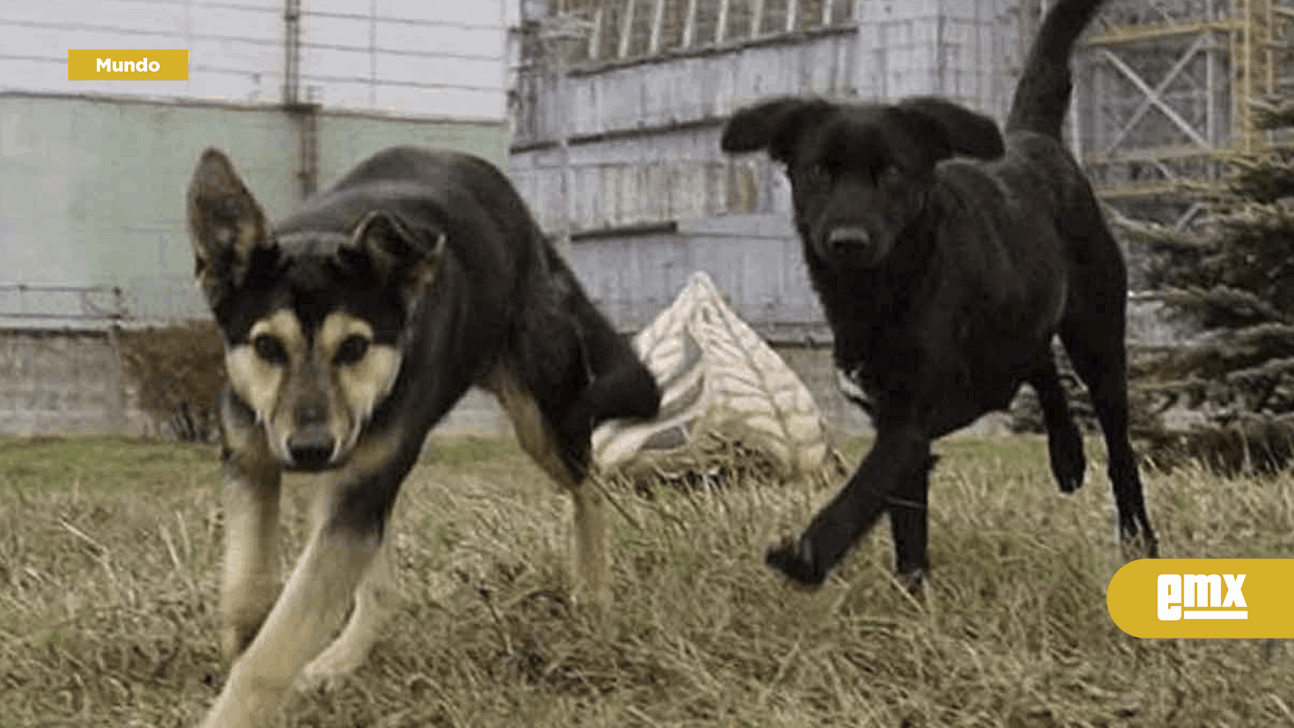 EMX-Perritos-callejeros-de-Chernóbil-han-desarrollado-súper-poder;-ahora-son-inmunes