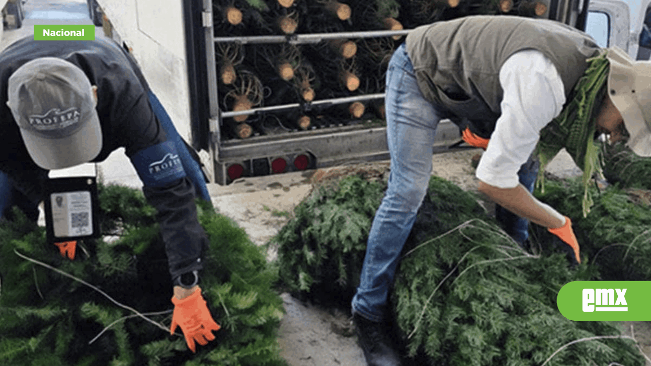 EMX-Tras-inspección,-esto-encontró-Profepa-en-los-árboles-de-Navidad-importados