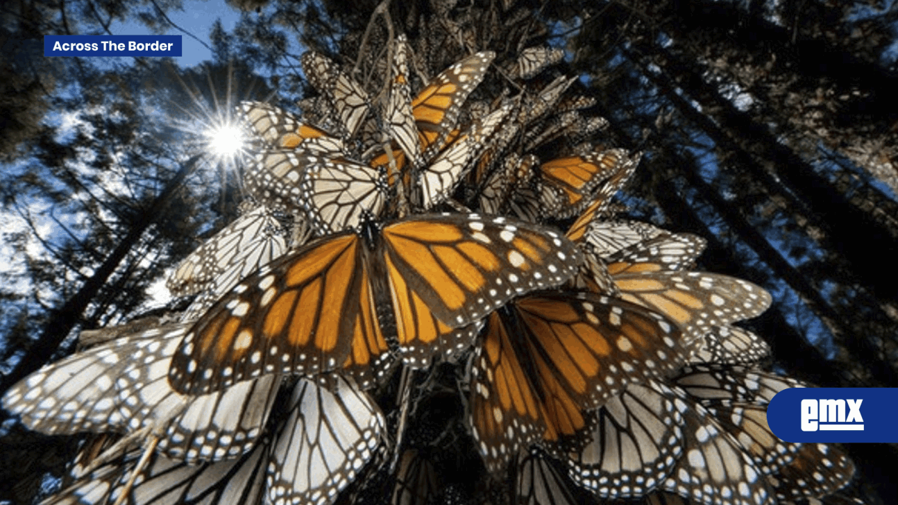 EMX-Mariposa-Monarca:-EU-planea-declararla-como-especie-amenazada