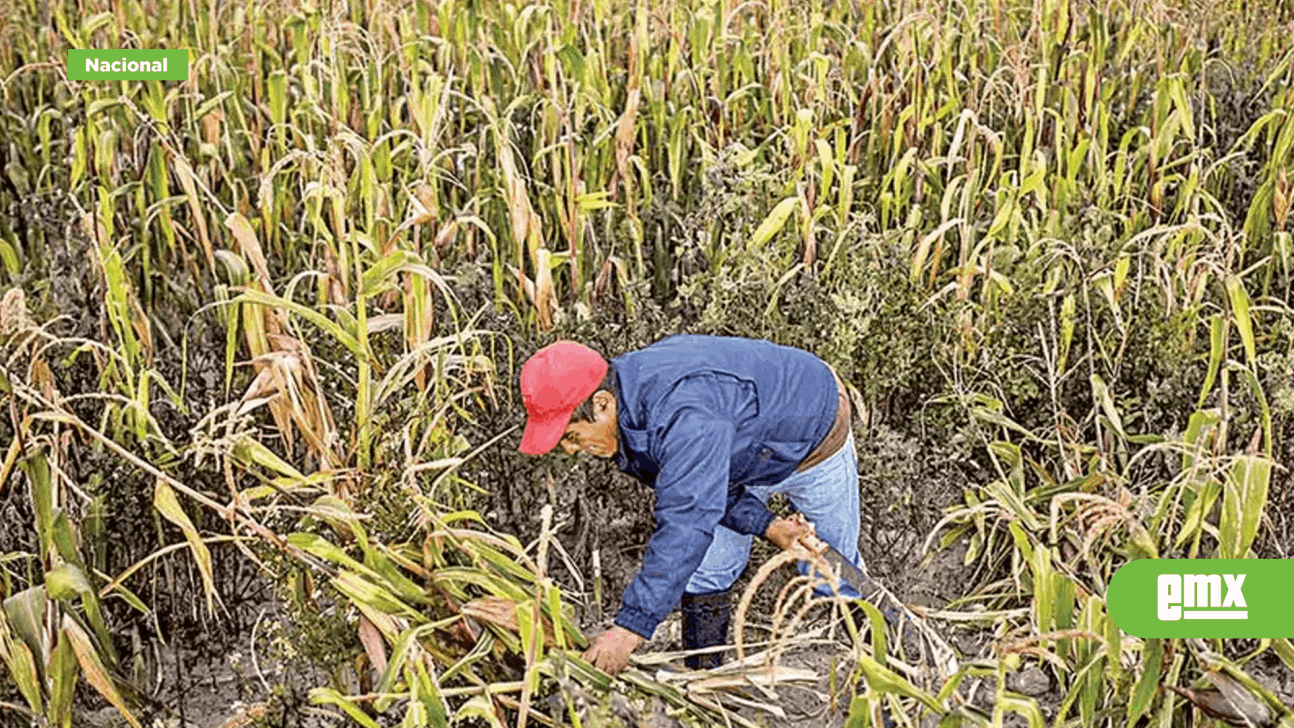 EMX-Listo,-dictamen-contra-maíz-transgénico-y-el-fracking