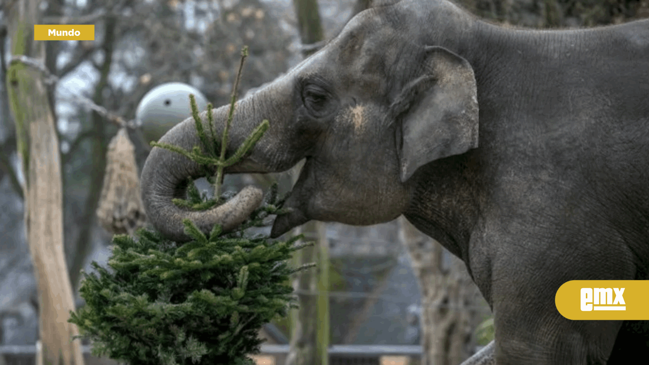 EMX-Es-Navidad-para-los-elefantes:-árboles-sin-vender-son-alimento-en-el-zoo-de-Berlín