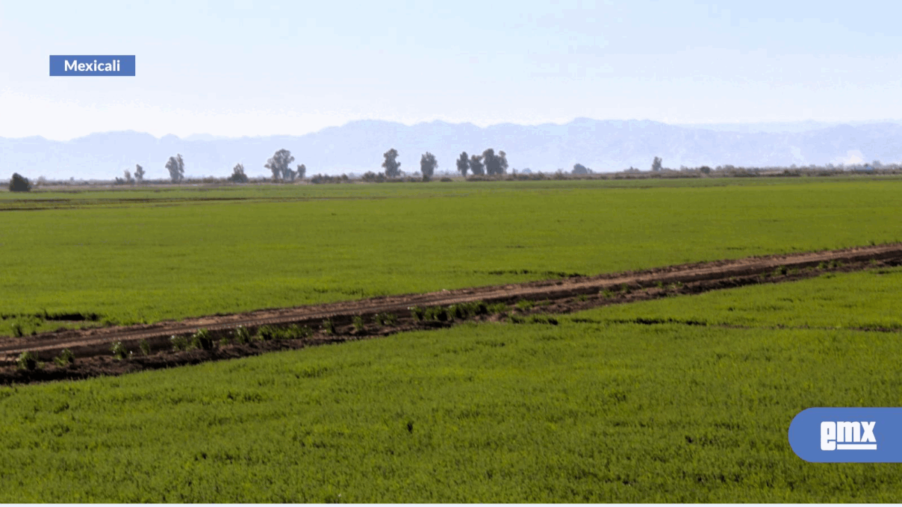 EMX-Reportan siembra 29,247 hectáreas de trigo en el Valle de Mexicali