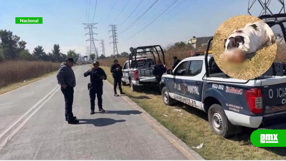 EMX-Localizan cráneo humano en Ecatepec; perros carcomían la osamenta