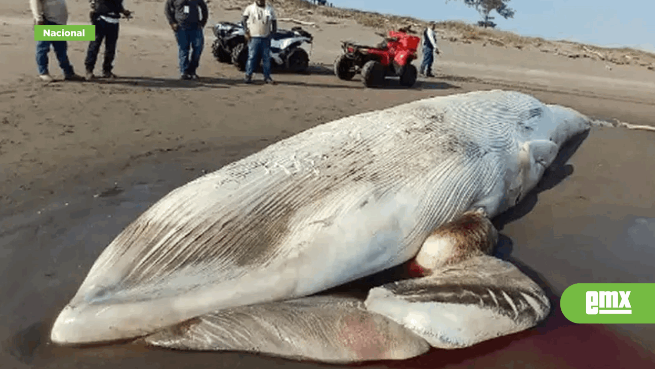 EMX-Hallan-ballena-muerta-en-costas-de-Nautla,-Veracruz