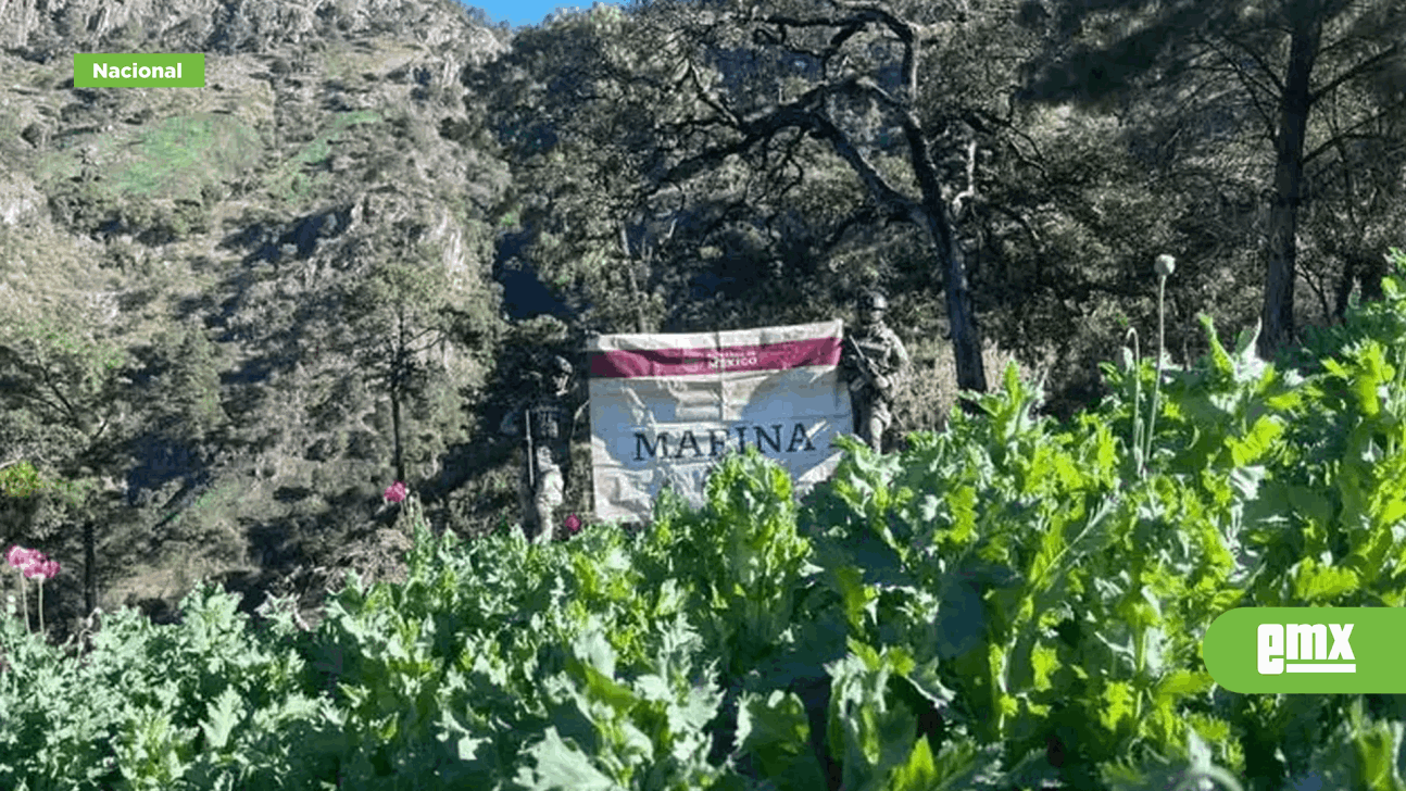 EMX-Semar-destruye-plantíos-de-amapola-en-Nayarit,-estado-productor-de-droga