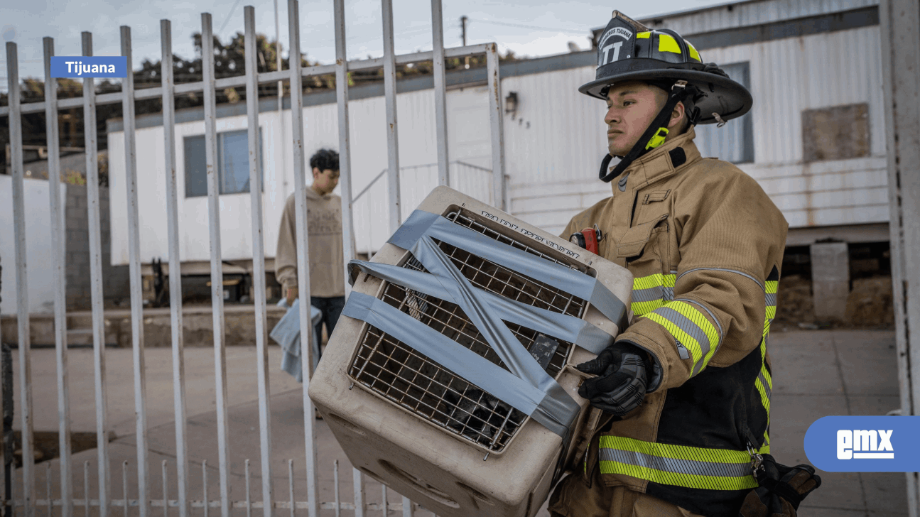 EMX-Bomberos-rescatan-a-mapache-en-la-colonia-Alemán