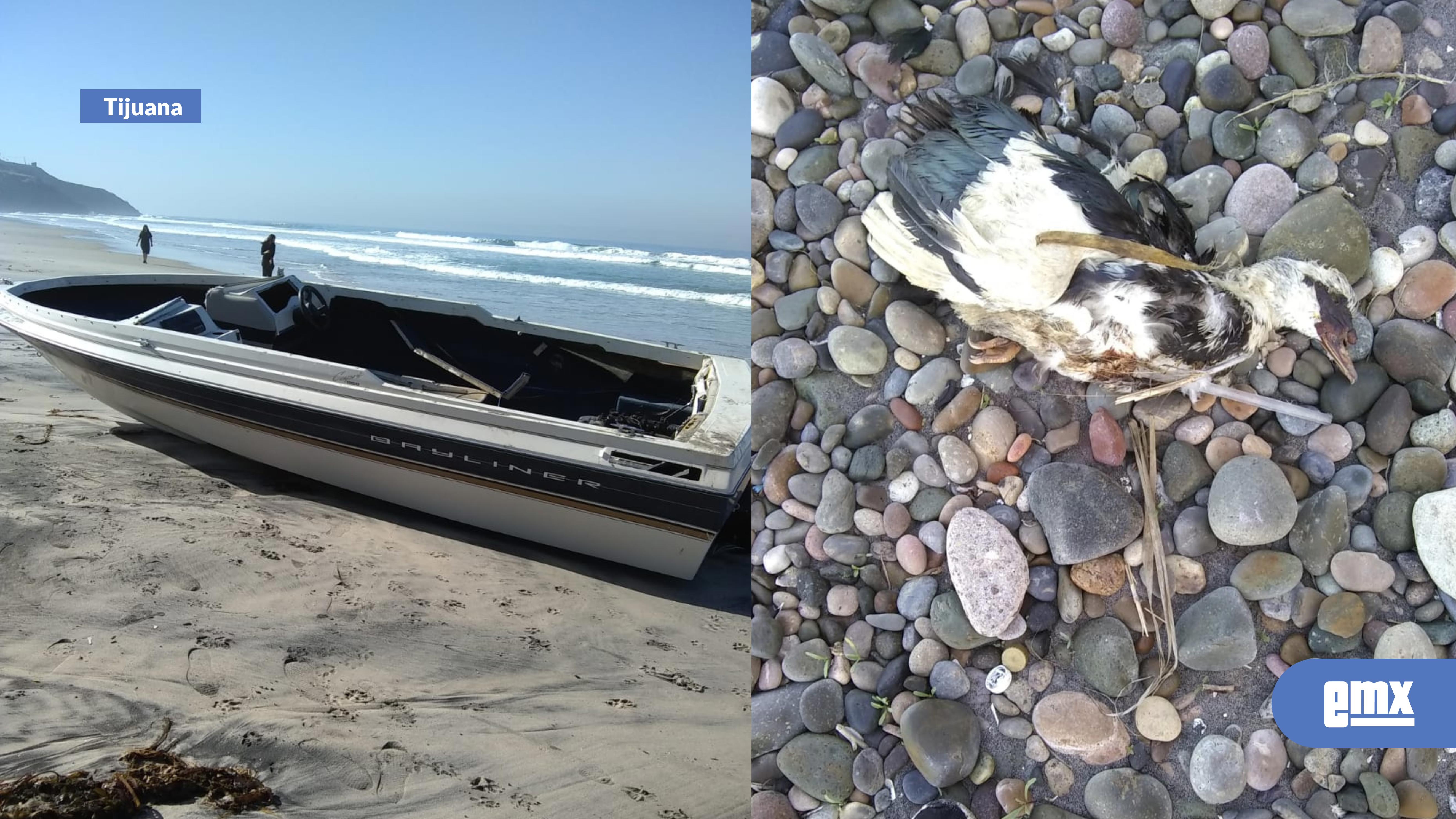 EMX-Hallan animales muertos y embarcaciones en Playas de Tijuana