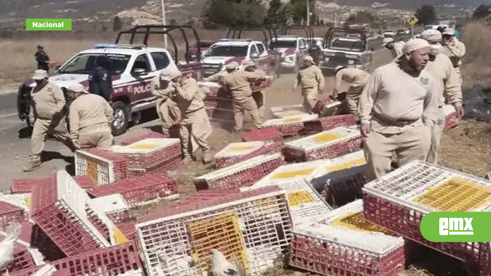 EMX-Emiten-alerta-sanitaria-en-Puebla-por-gallinas-posiblemente-intoxicadas