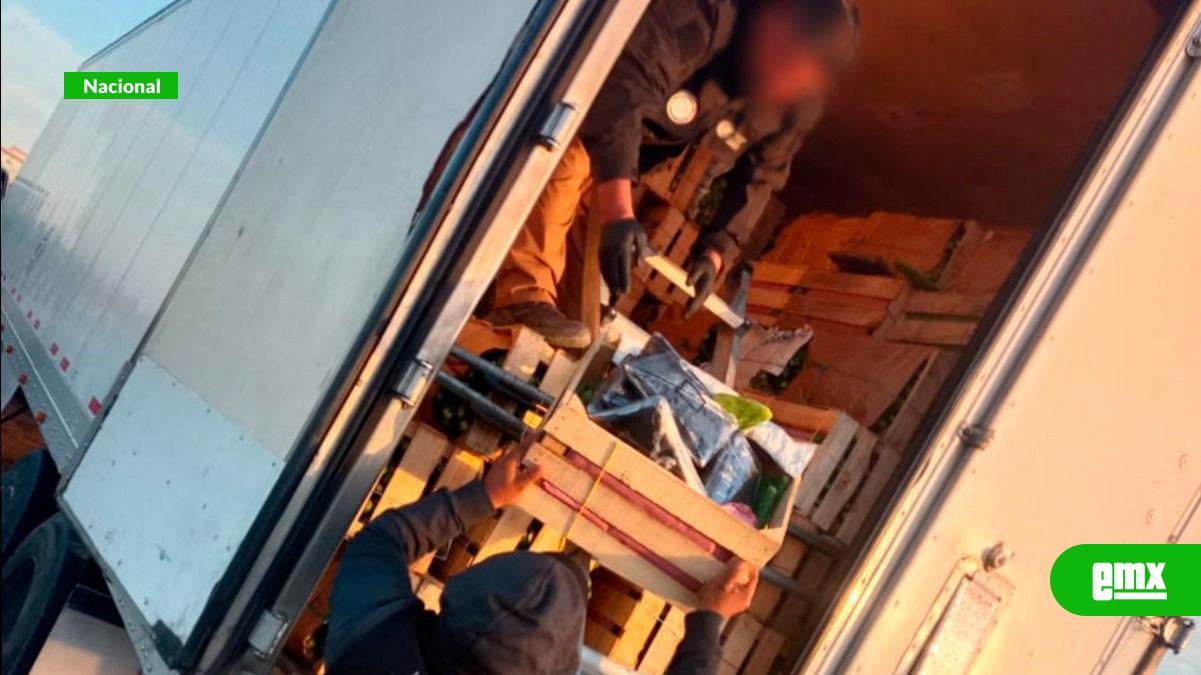 EMX-DETIENEN-EN-SONORA-A-UN-HOMBRE-QUE-TRANSPORTABA-32-KILOS-DE-FENTANILO-OCULTOS-EN-UN-CARGAMENTO-DE-NOPALES