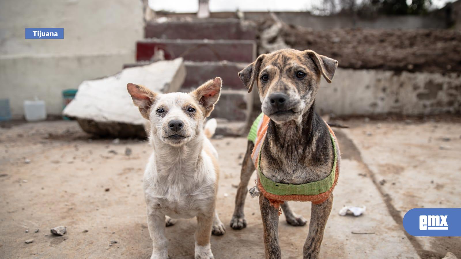 EMX-Abandonan a perritos en la colonia Morelos, vecinos solicitan apoyo