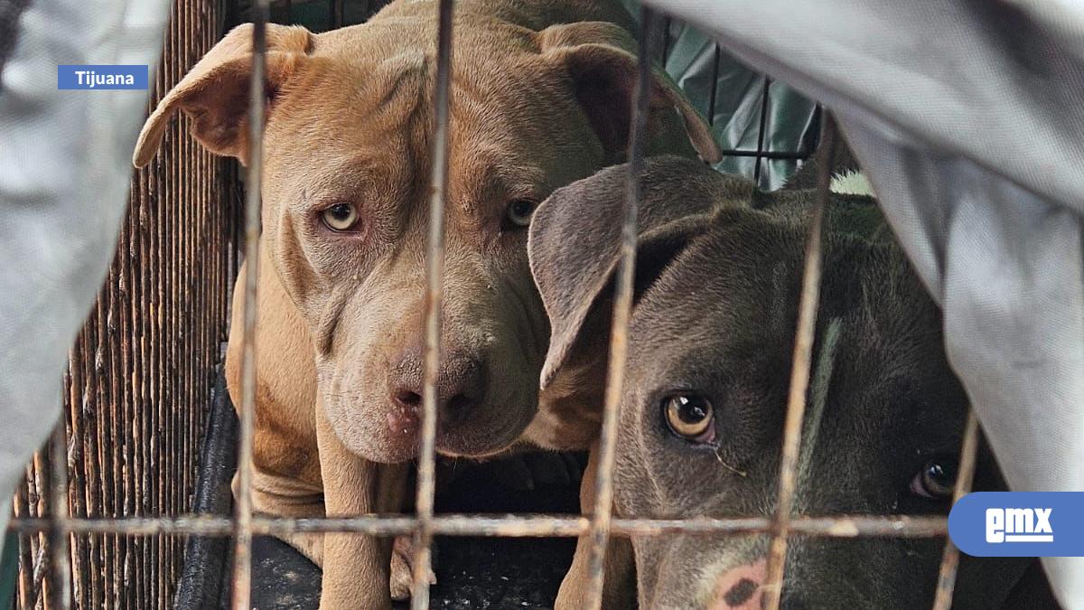 EMX-Cerca del 70% de los perros en México viven en situación de calle 