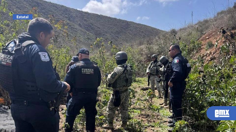 EMX-FESC Y DEFENSA DESTRUYEN PLANTÍO DE MARIHUANA EN TIJUANA 