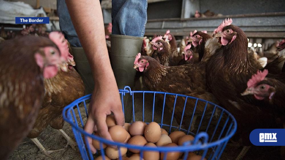 EMX-Alquilar una gallina, moda en auge en EE.UU. ante los cambios en el precio de los huevos