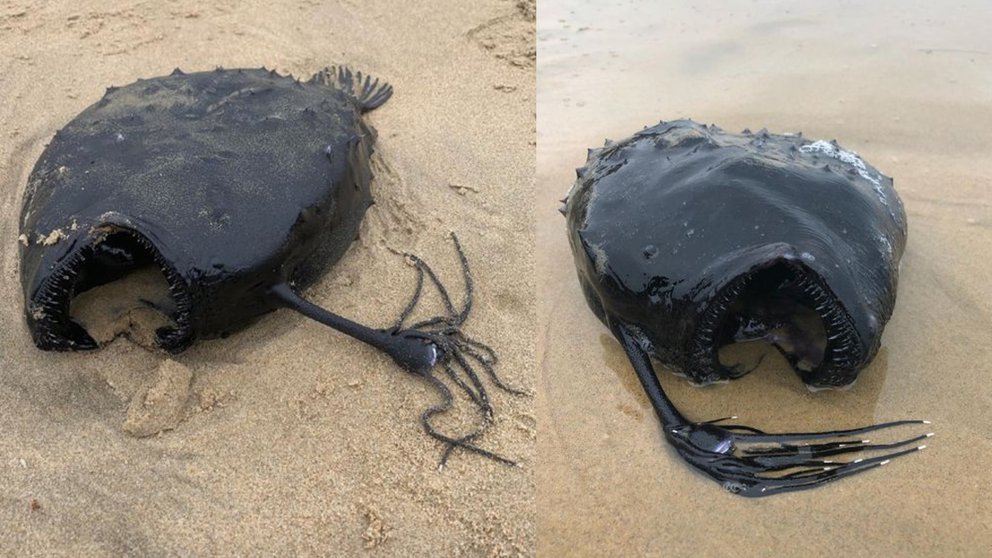 EMX-Un pez balón apareció en la playas de California