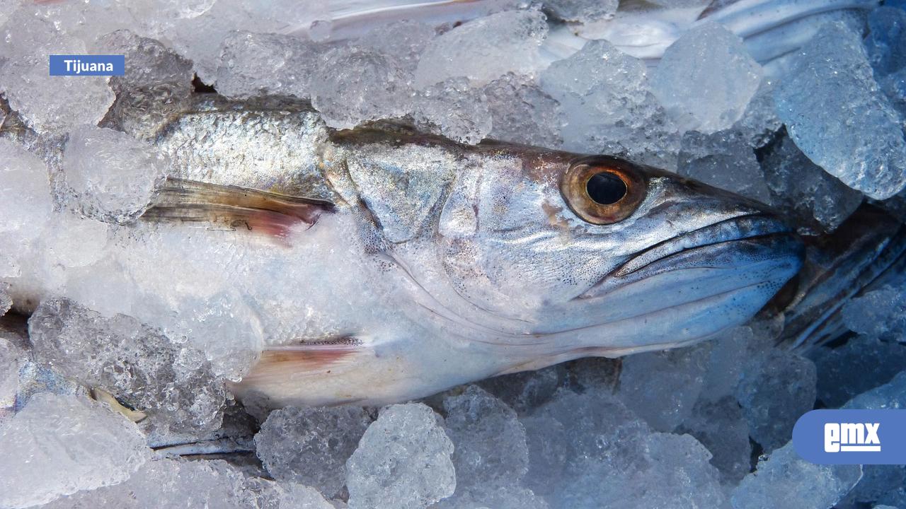 EMX-Promueven el pez merluza como importante marisco en BC