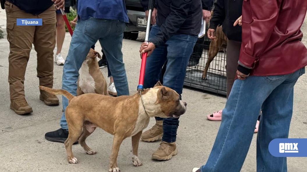 EMX-Rescatan-a-ocho-perros-víctimas-de-maltrato-en-la-colonia-Obrera