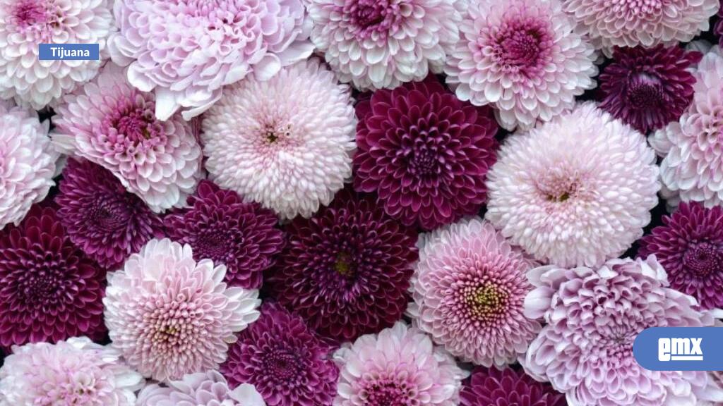 EMX-Crisantemo-y-jazmín-naranja:-flores-prohibidas-para-cruzar-a-EEUU