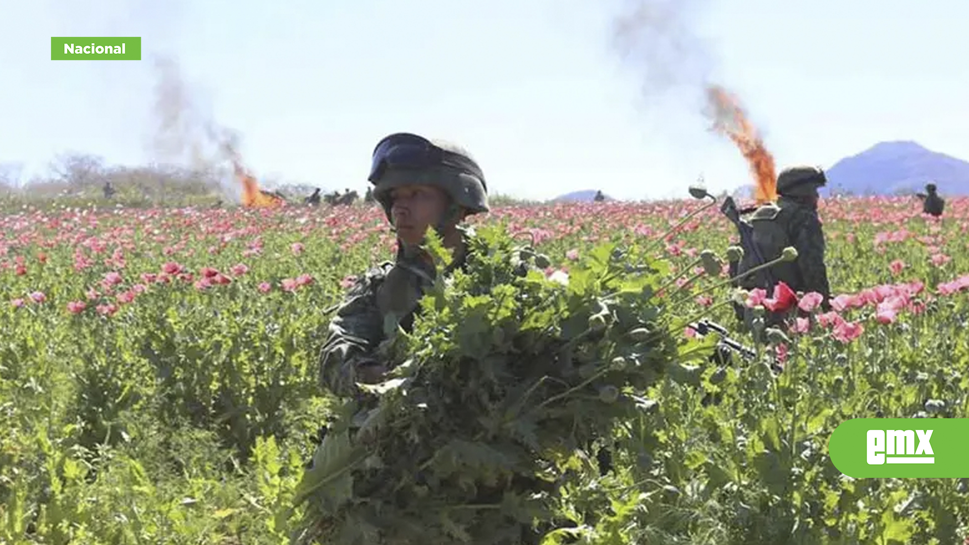 EMX-Ejército-y-Guardia-Nacional-destruyen-plantíos-y-aseguran-armas