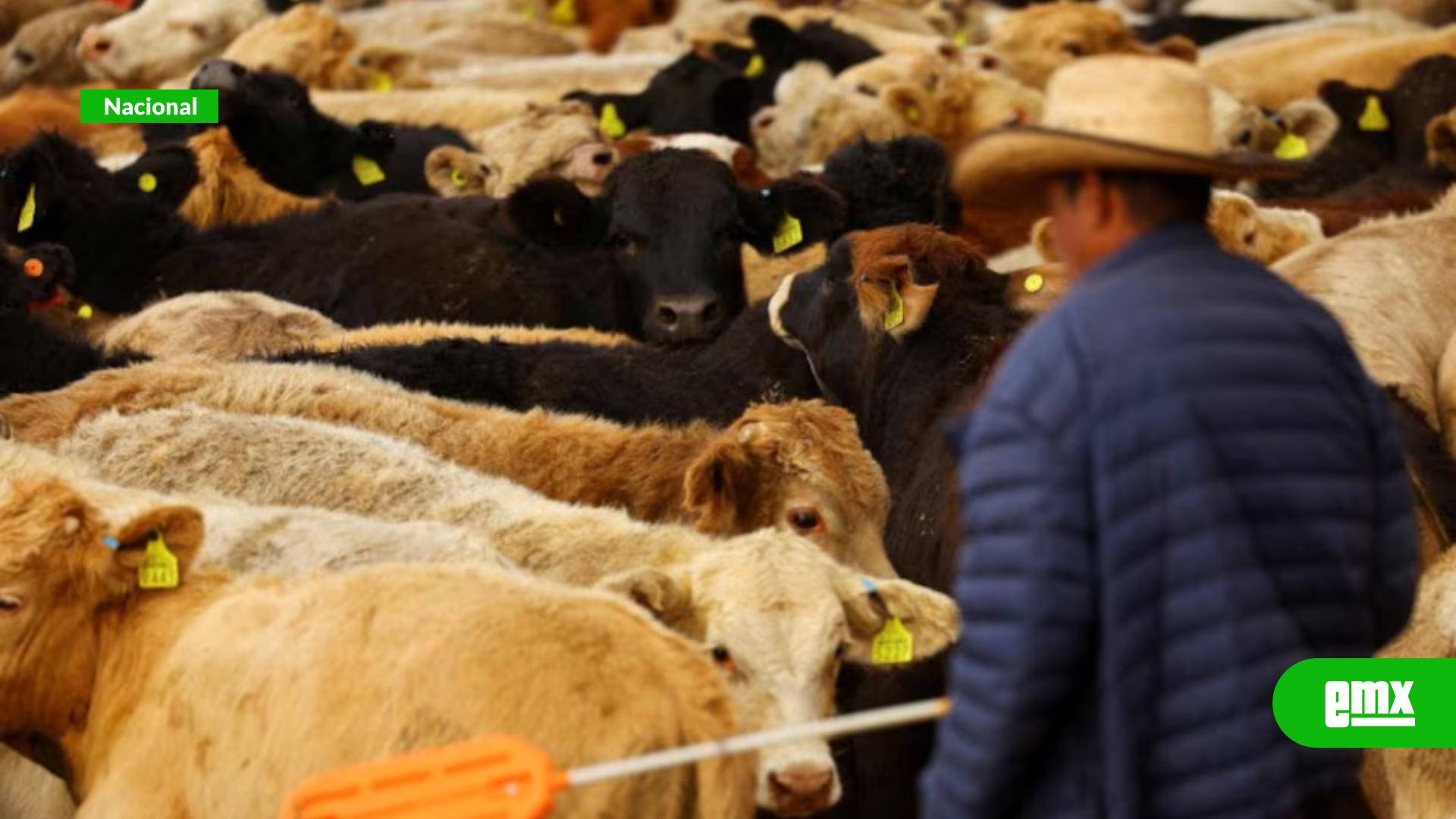 EMX-EEUU-comunica-a-México-la-suspensión-por-15-días-a-la-importación-de-ganado-por-el-gusano-barrenador