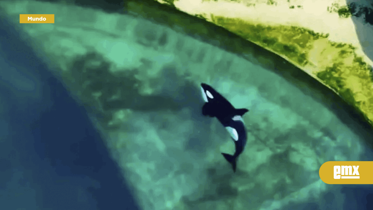 EMX-Wikie-y-Keijo,-orcas-de-Francia-atrapadas-en-un-acuario-fantasma-claman-por-su-libertad