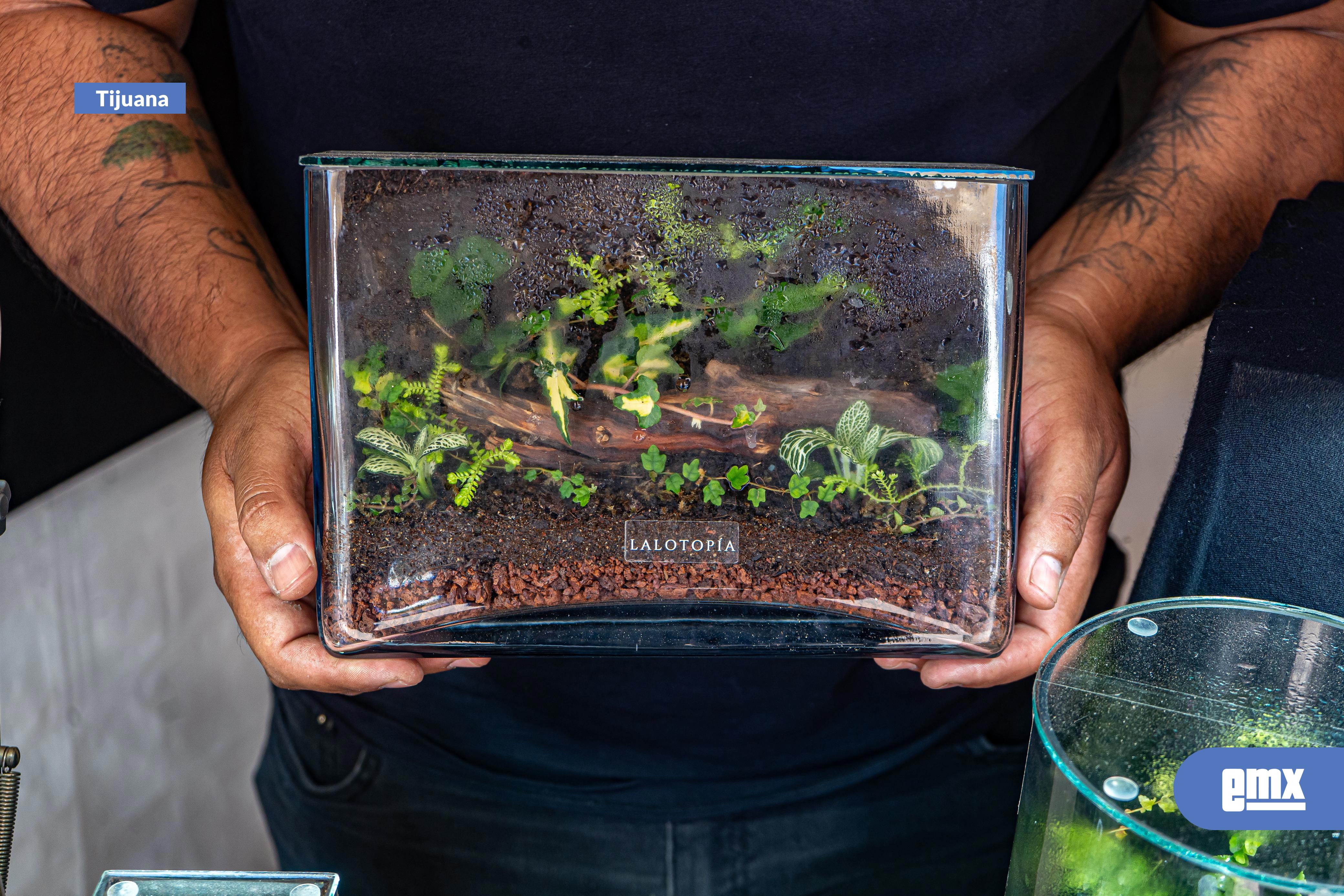 EMX-Lalotopía;-Un-proyecto-que-nació-por-el-amor-a-las-plantas-y-a-la-naturaleza