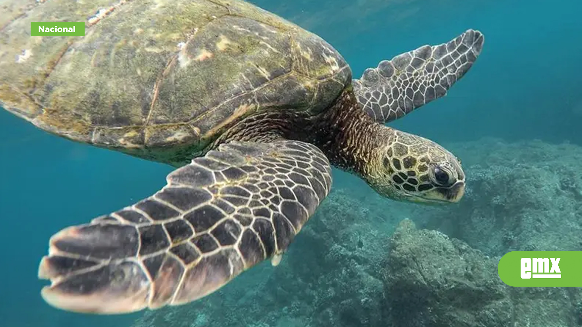 EMX-Esta-es-la-única-especie-de-tortuga-marina-que-no-existe-en-México